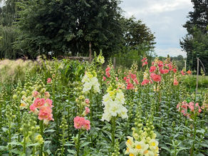 Sowing and Growing Snapdragons (Antirrhinums)