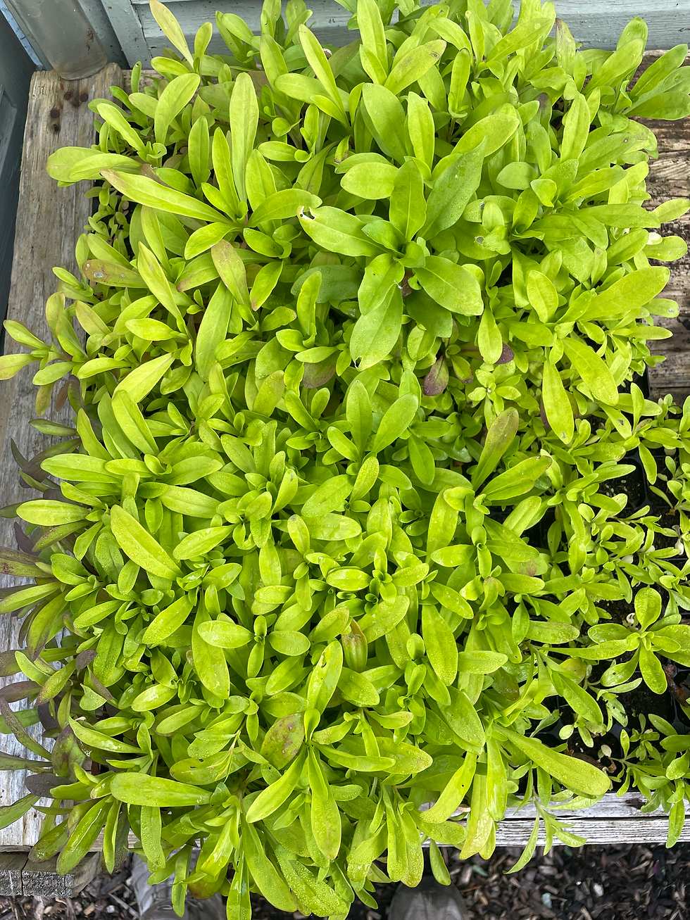 Sweet William seedlings after 6 weeks