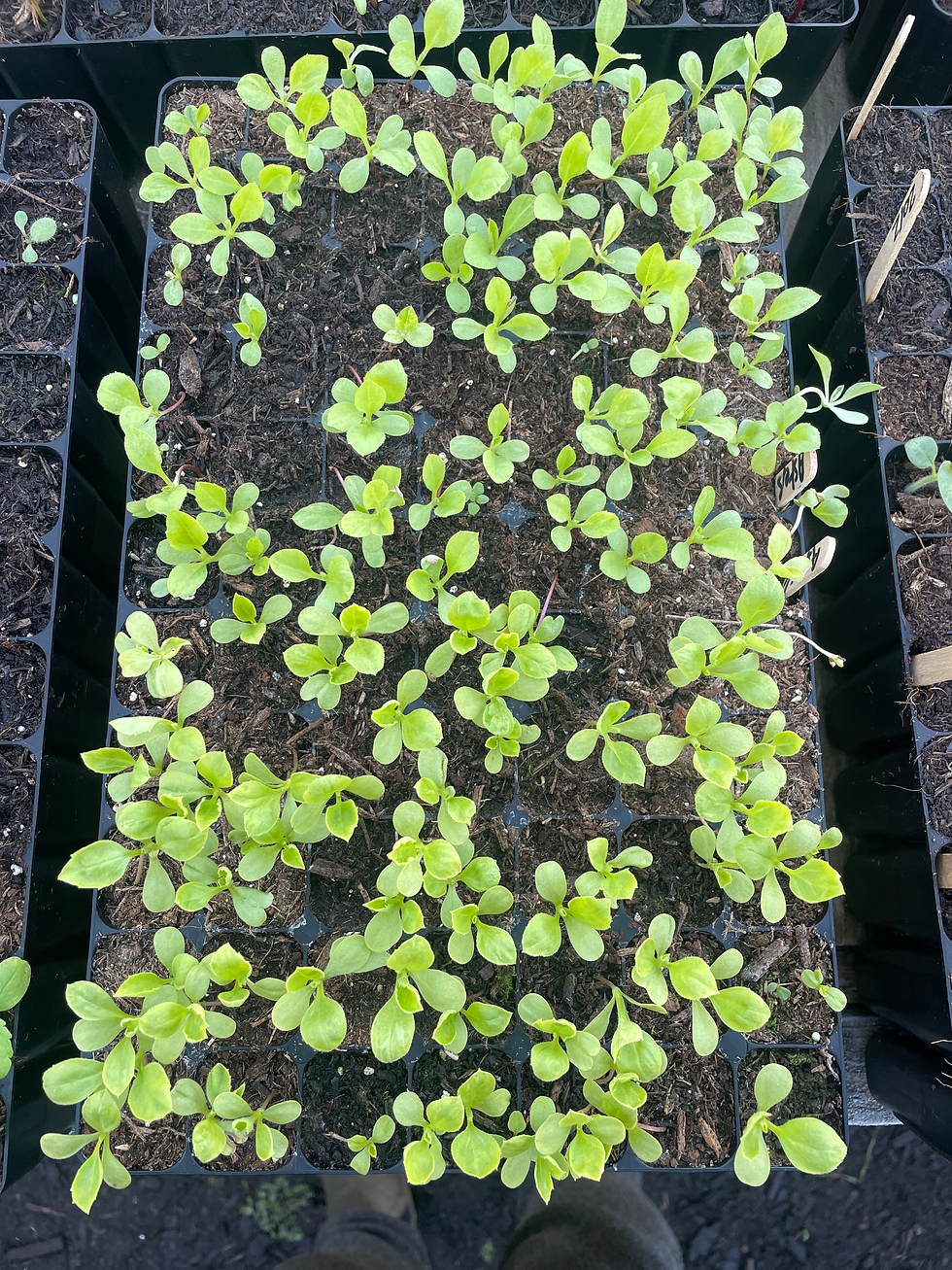 sweet william seedlings