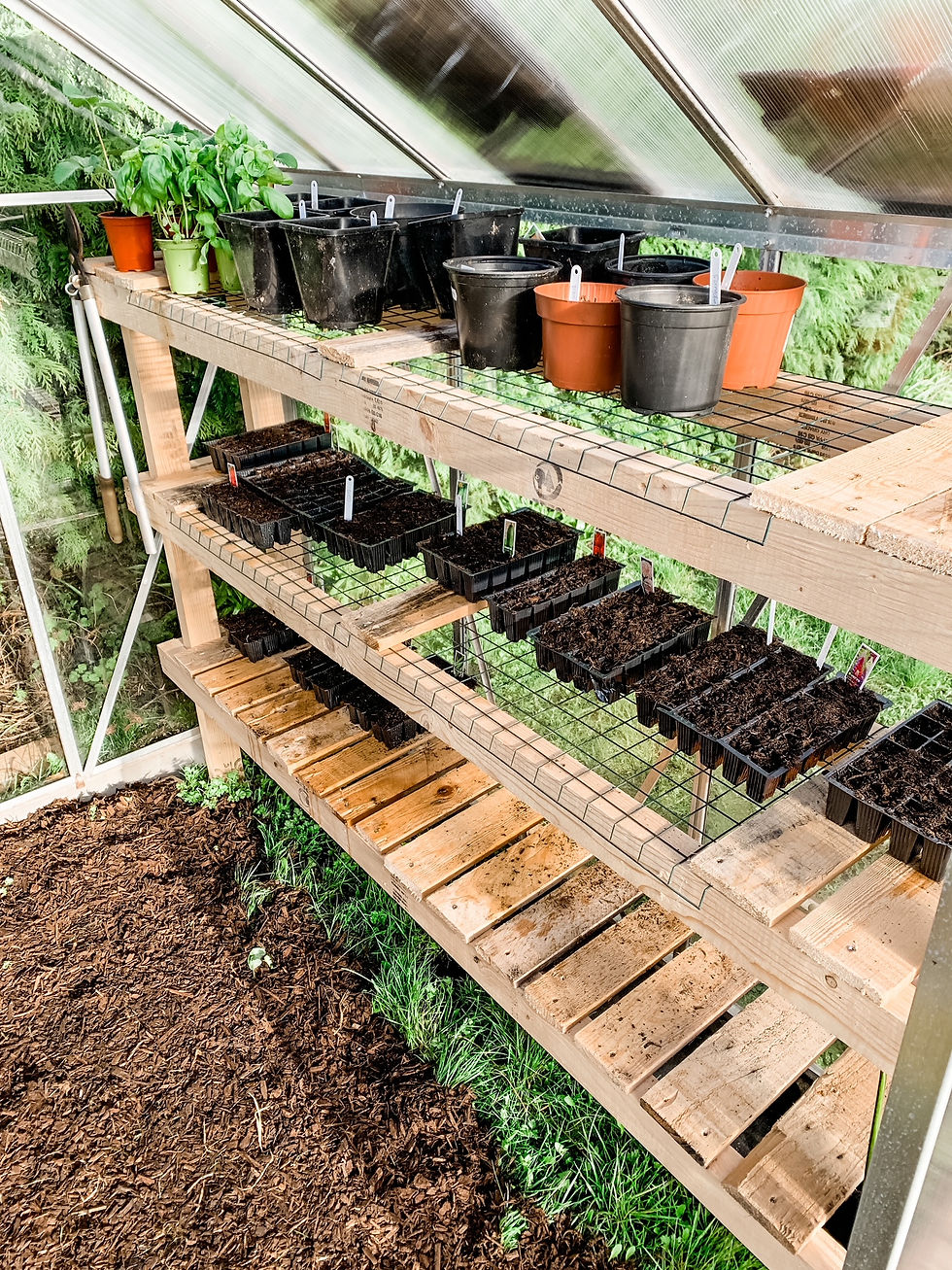 seeds in a greenhouse
