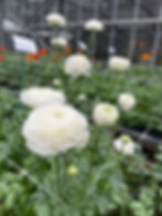 Elegance Bianco from Italian Ranunculus
