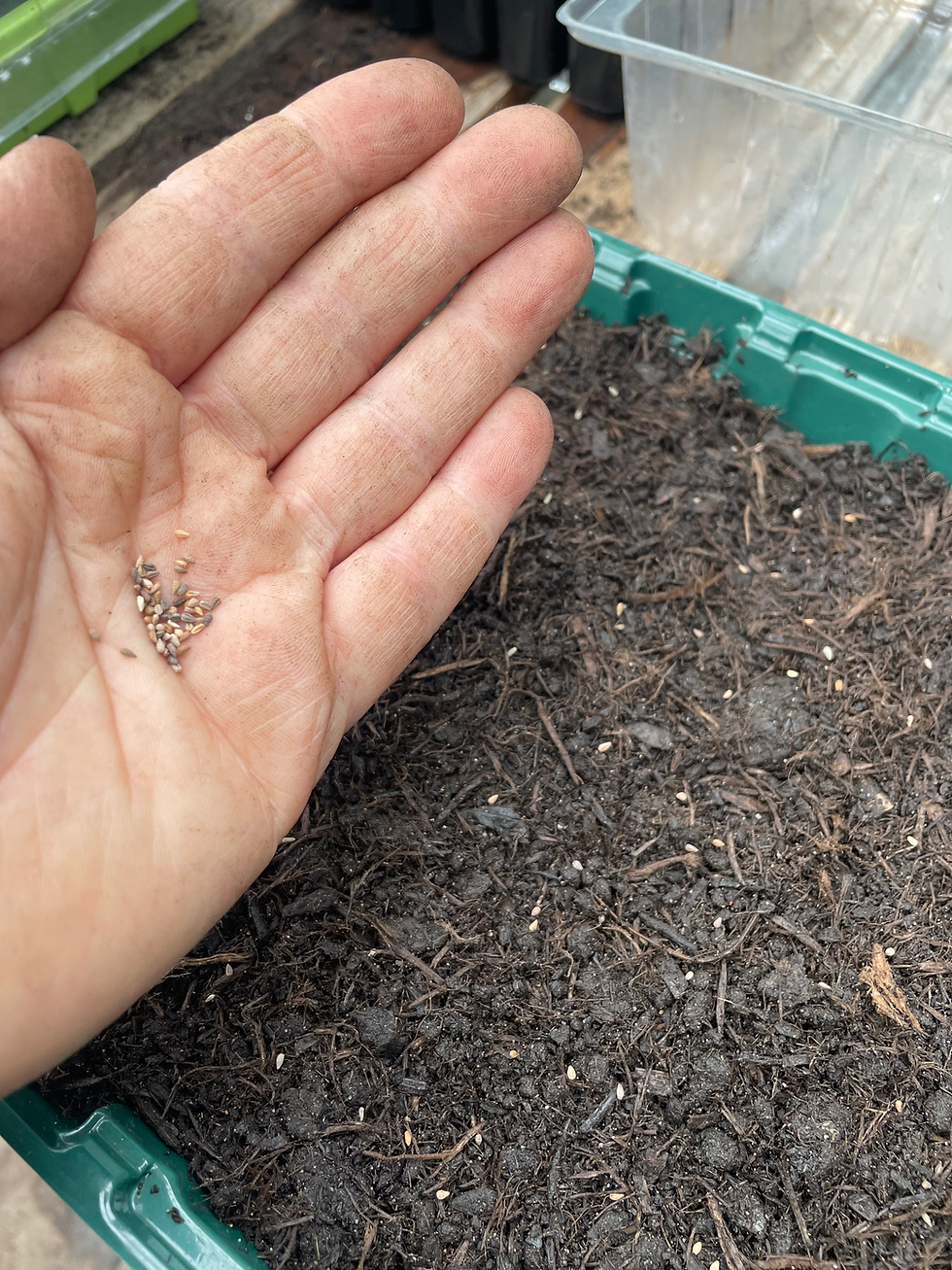 sowing cut flower seeds