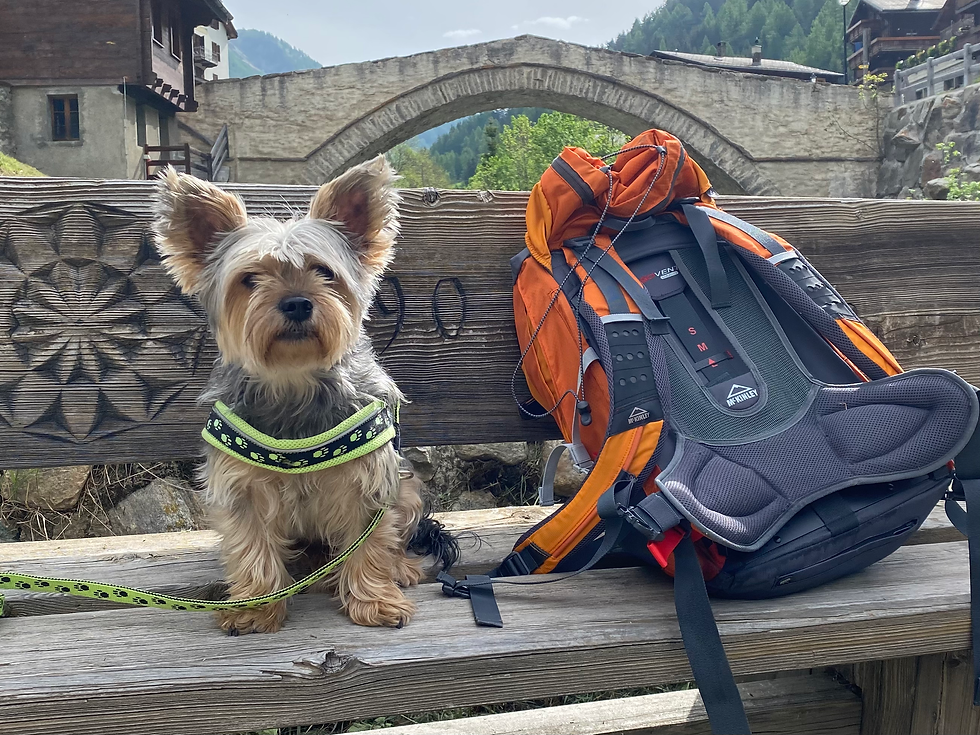 Frühlingswanderung Twingischlucht - Binntal 