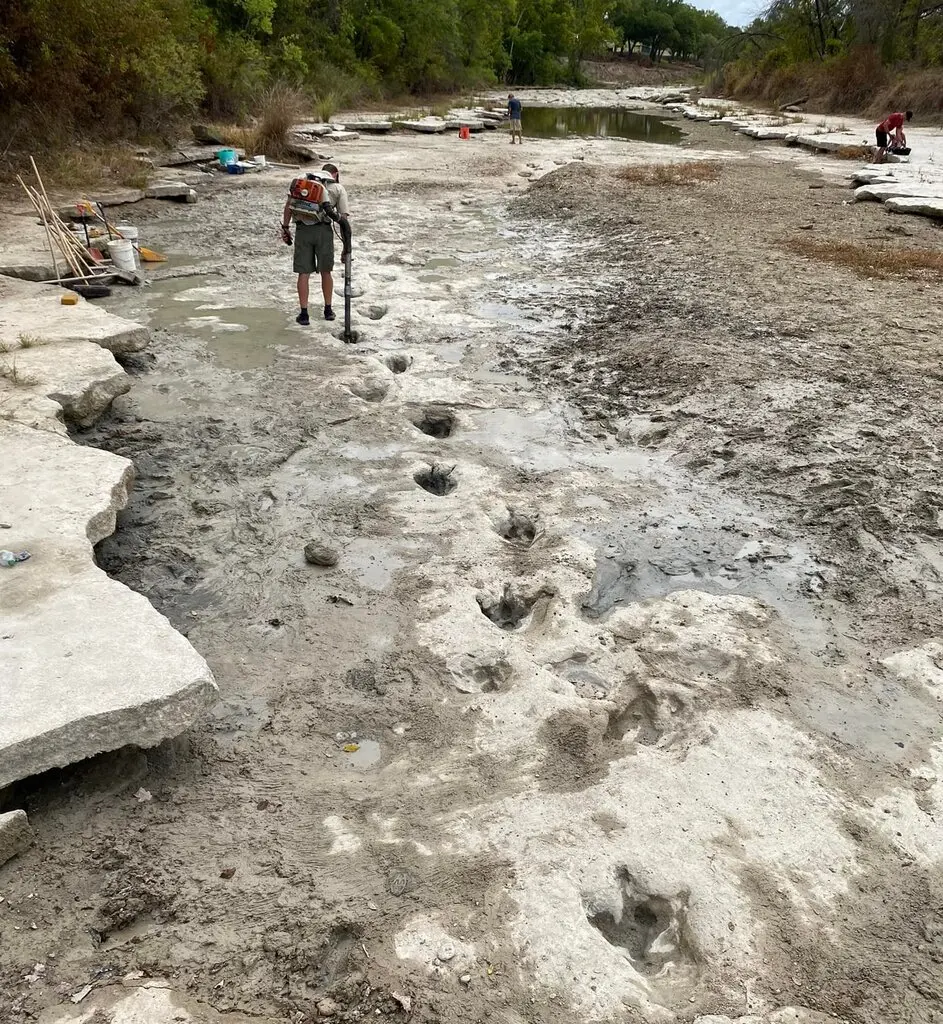 Dinosaur tracks hidden under Paluxy River exposed after the recent drought in Texas.