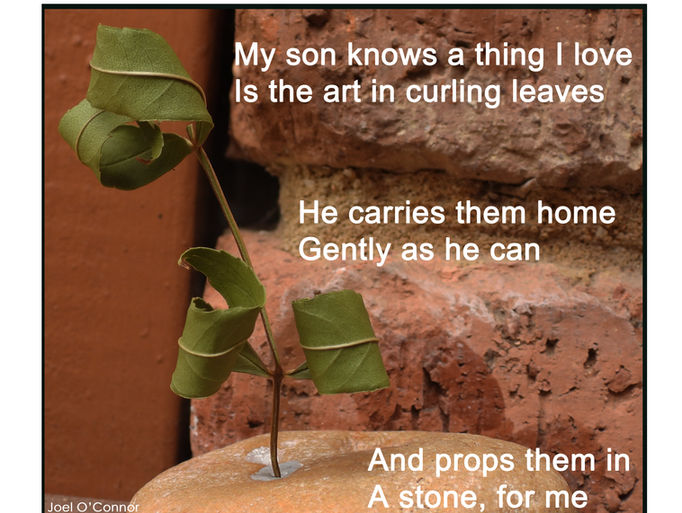 Curling leaves