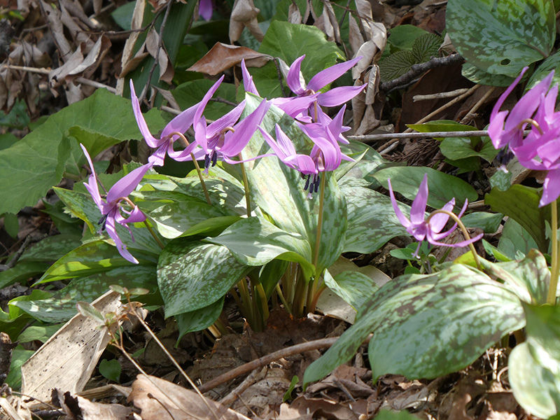 カタクリ：北海道には山地帯に超レアな稀少種がたくさんあるので，函館山のような市街地に近い森に生育する植物にそんなに価値を置いていないようなところがあるのですが，市街地の残存林（社寺林）を調べると，カタクリはほとんど残っていないので，実は，けっこう貴重な存在だと思います。エゾエンゴサクやエンレイソウ類も同様です。