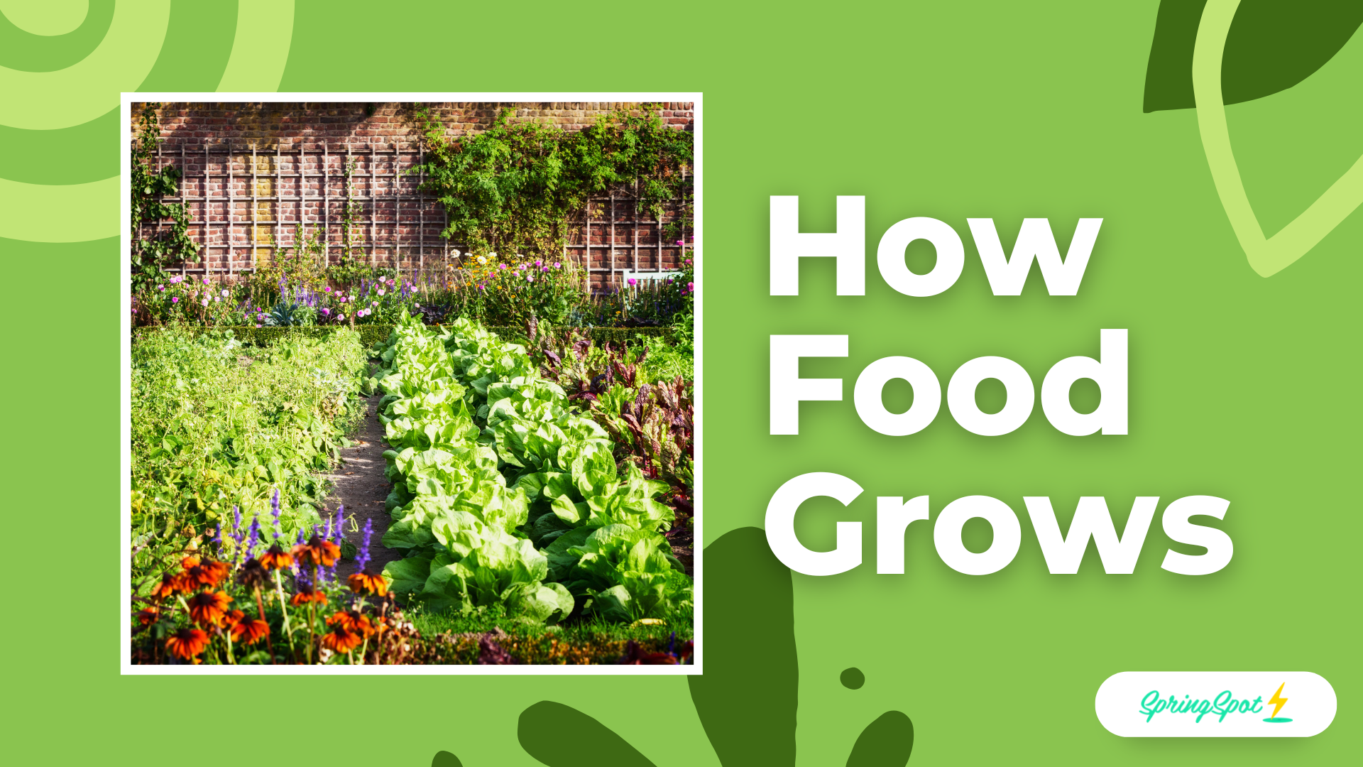 How Food Grows