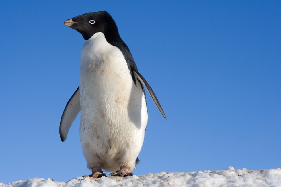 Tracking the history – and future – of the world’s largest penguin breeding colony