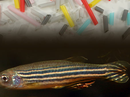 Are small plastic particles a big problem for zebrafish?