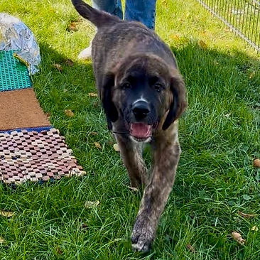 Balu, ein Bernhardiner-Goldi Mix Welpe der Richtung Kamera läuft