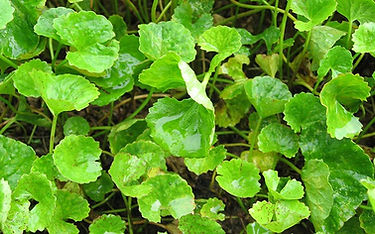 benefits-brahmi-plant.jpg