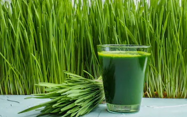 newsweek-amplify-wheatgrass.png