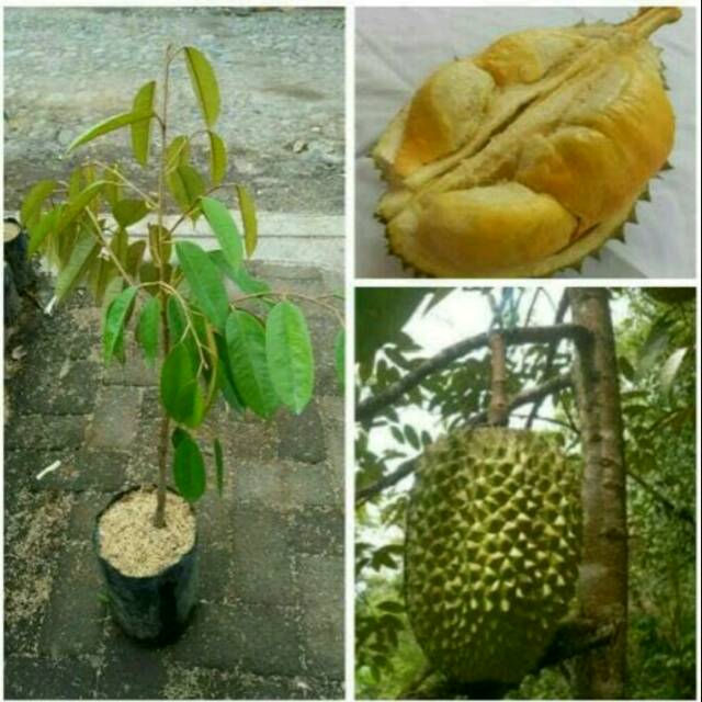 bibit durian bawor