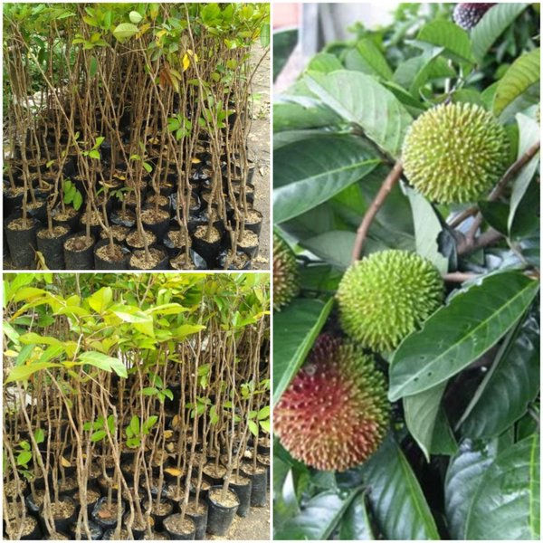 Bibit rambutan rapiah