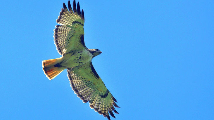 Memoirs: Mulholland to Museum