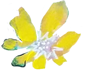 a yellow flower