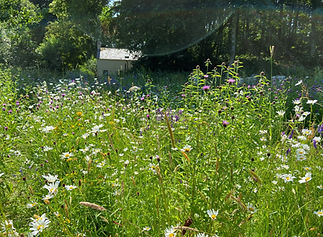 Bee Meadow July 2021.jpg