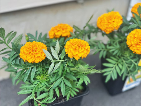 End of the Season Planting Analysis