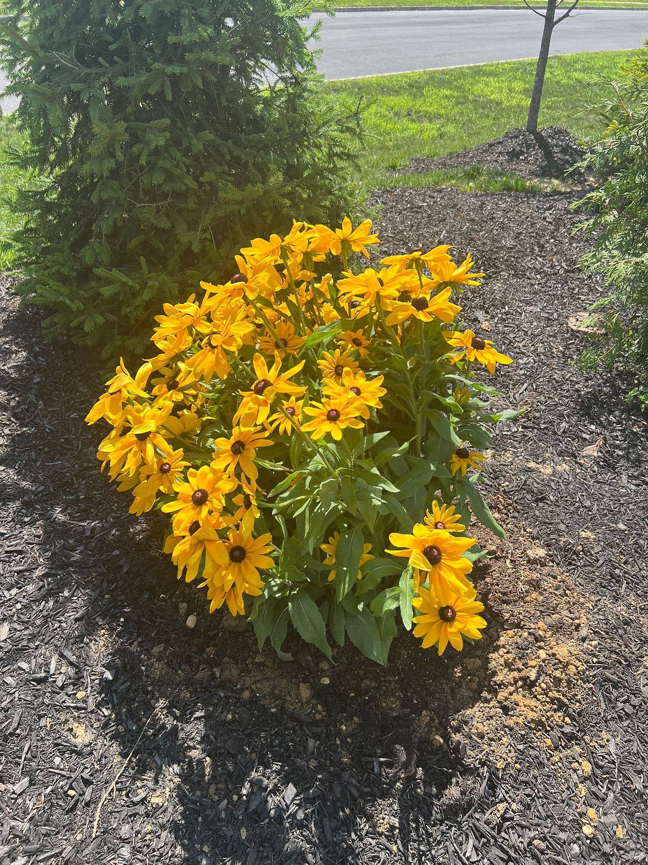 July 21, 2025 - original full Black Eyed Susan plant