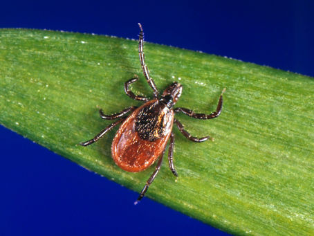 Lyme Disease: An Even Bigger Threat Than You Think