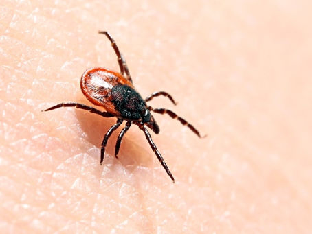 Christie Rampone Interview on Lyme Disease: Regaining Health