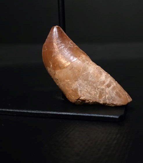 dent dinosaure carcharodontosaurus, cenomanien, kem kem