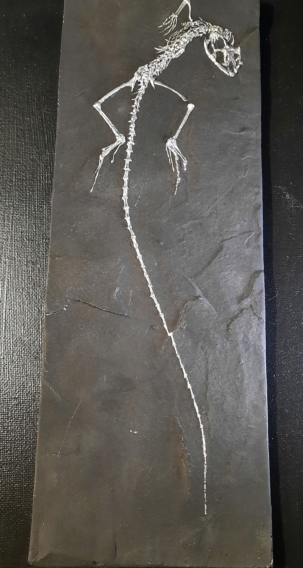 Miniature : Moulage de lézard Messel Vue d'artiste : Elsa McCallister