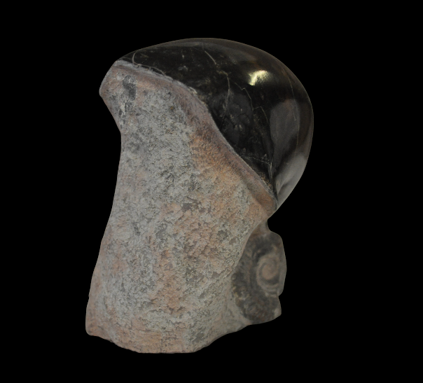 Miniature : Nautile Cenoceras belmontense