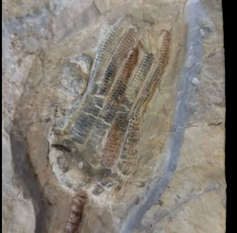 crinoide encrinus fossiles