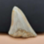 Miniature : Dent de Mégalodon