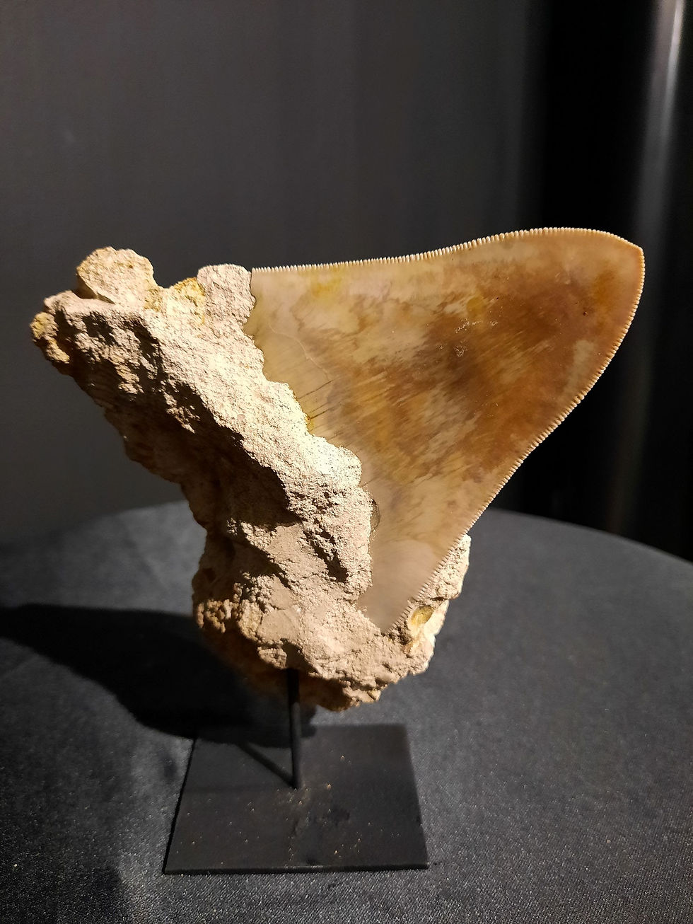 Thumbnail: dent carcharodon megalodon indonesie miocene