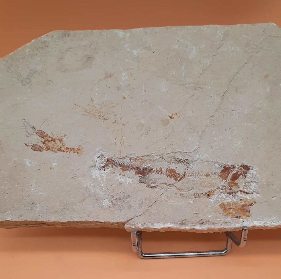 Thumbnail: Plaque de 4 espèces différentes du Liban