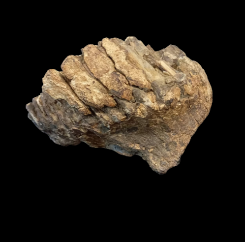 Thumbnail: Dent de Mammuthus primigenius