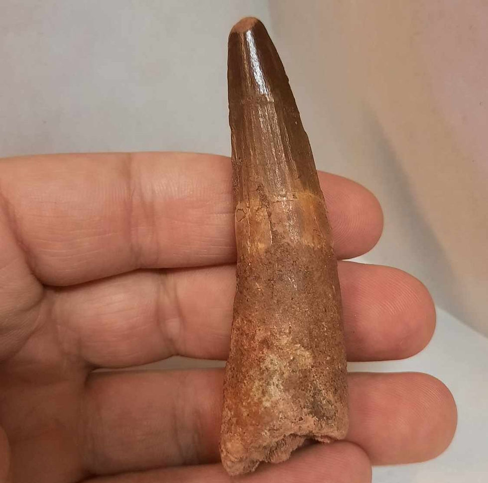 Miniature : Dent de Spinosaure aegyptiacus