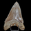 Miniature : Dent de Mégalodon
