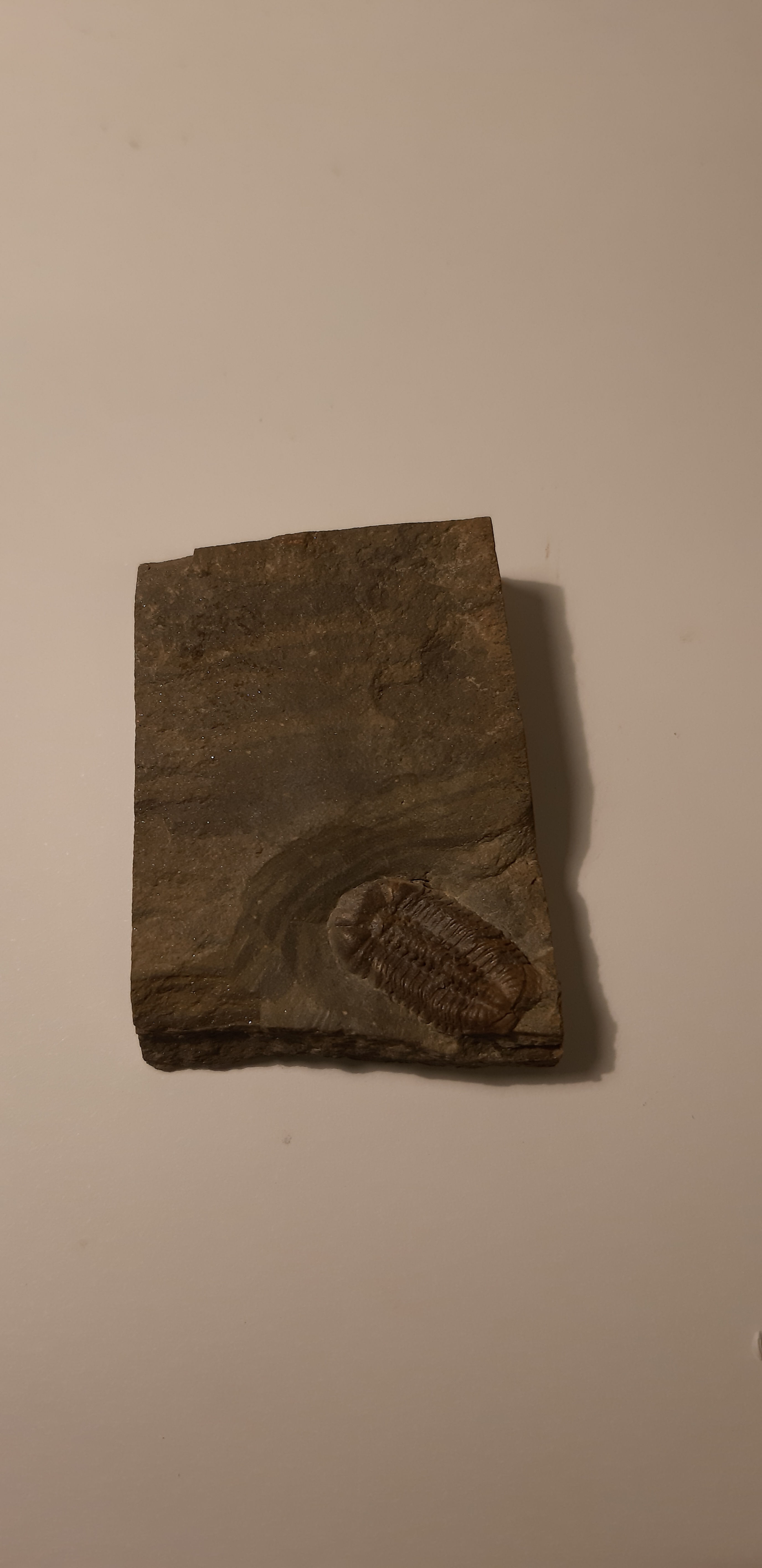 trilobite ductina ductifrons à vendre