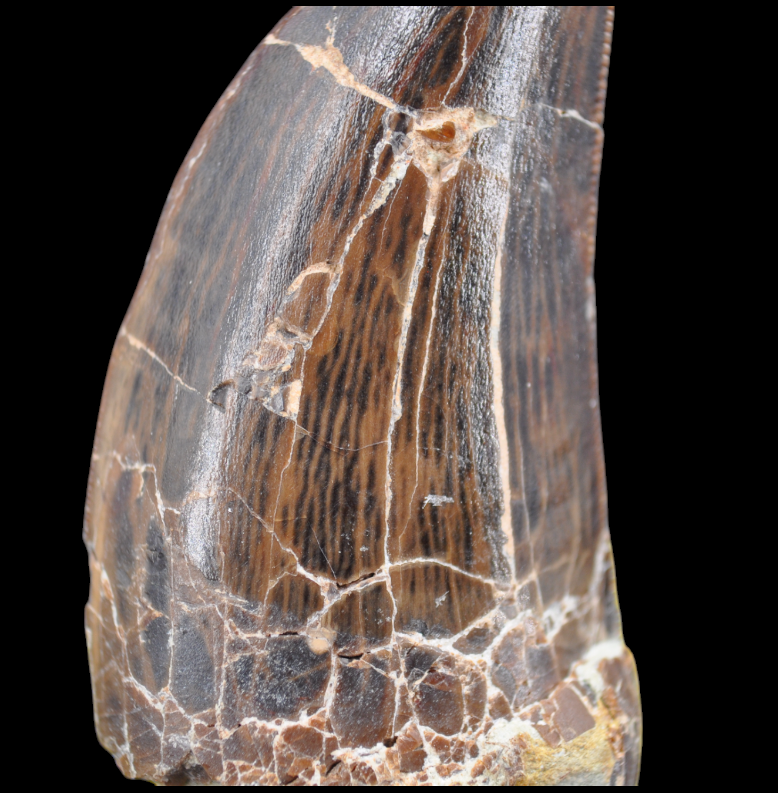 Miniature : Dent d'Eocarcharia dinops