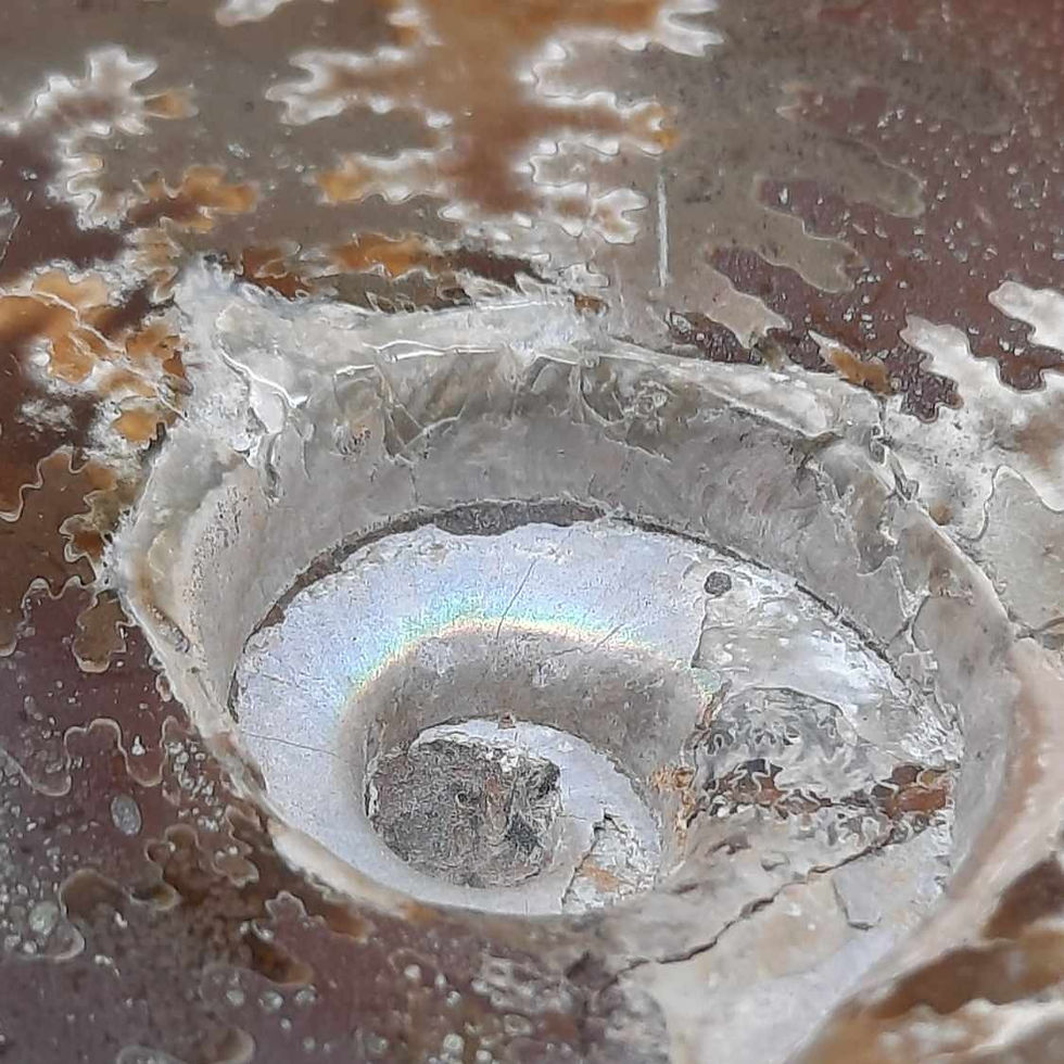Miniature : Ammonite Polie