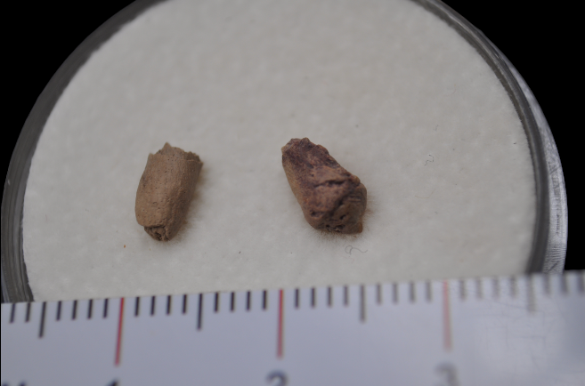 Miniature : Mini kit collection du paléozoïque