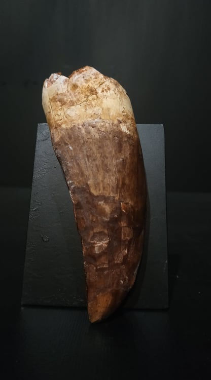 Dent Carcharodontosaurus saharicus Cénomanien Kem Kem, Maroc