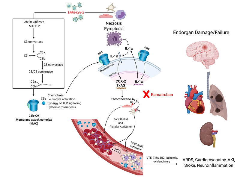 IL-1a and thromboxane (1).png