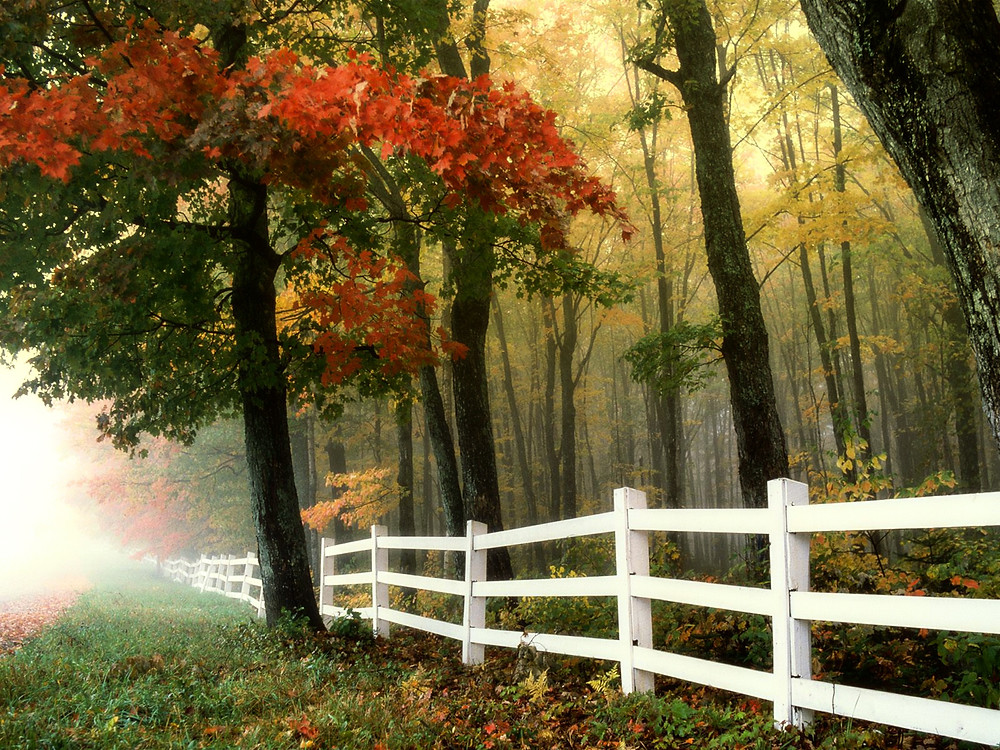 Boundary Fence
