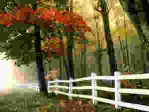 Boundary Fence