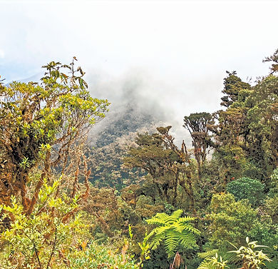 Peruvian Rainforest in the fog_edited_ed
