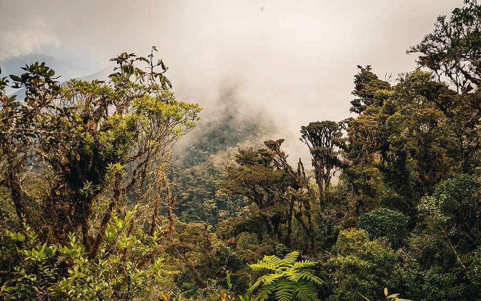 Peruvian Rainforest Land of many of Gold Rush Fevers coffee beans and farmers