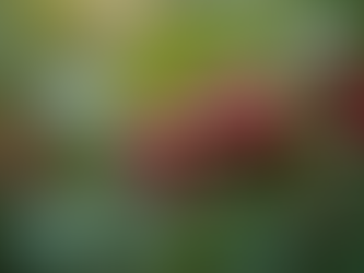 Fair Trade Coffee Explained: The Truth Behind Your Morning Brew