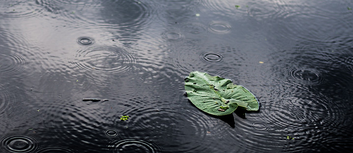 high-angle-closeup-shot-isolated-green-leaf-puddle-rainy-day.jpg