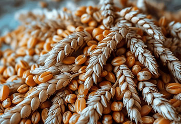 Global Wheat Market: Record Supply Meets Surging Demand as Dietary Habits Shift