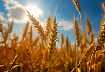 Rangpur Division Targets 268,732 Tonnes of Wheat Production in 2025–26 Rabi Season