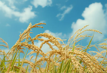 Pakistan’s Rice Exports Falter as India’s Policy Shift Intensifies Regional Competition